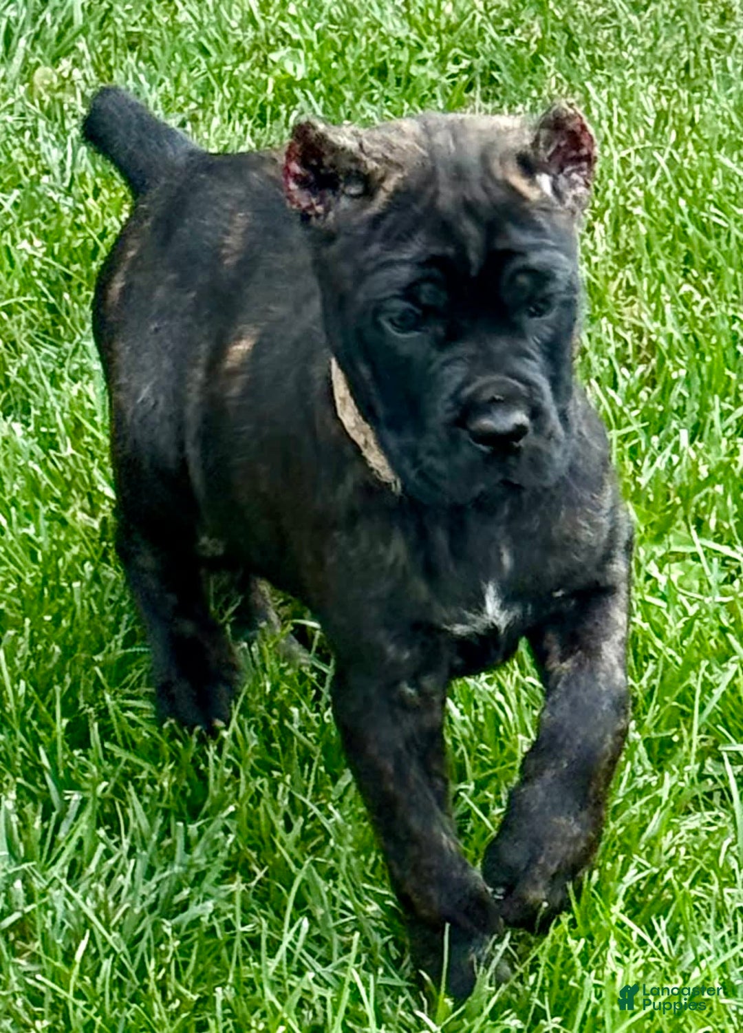 Cane Corso dogs for sale: Bonnie - Image 16