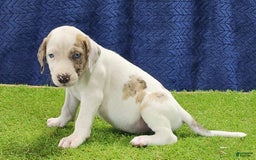 Catahoula Leopard Dog dogs for sale: Duchess 2025 Male 4 - Image 6