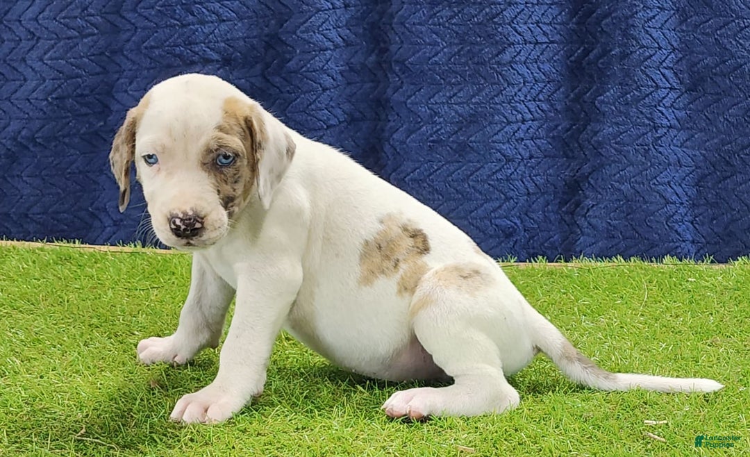 Catahoula Leopard Dog dogs for sale: Duchess 2025 Male 4 - Image 6