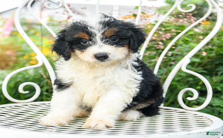 Mini Aussiedoodle dogs - Advert 4
