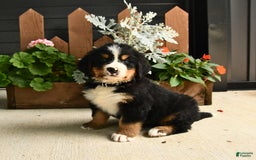 Bernese Mountain Dog dogs for sale: Maze - Image 3