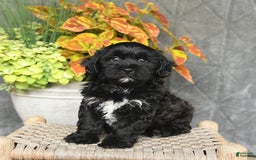 Shihpoo dogs for sale: Caleb - Image 4