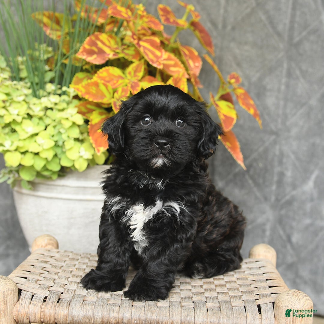 Shihpoo dogs for sale: Caleb - Image 4