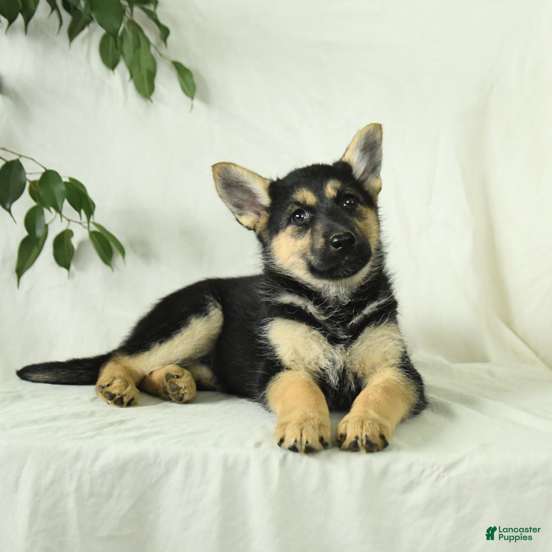 Gerberian Shepsky dogs for sale: Montana - Image 5