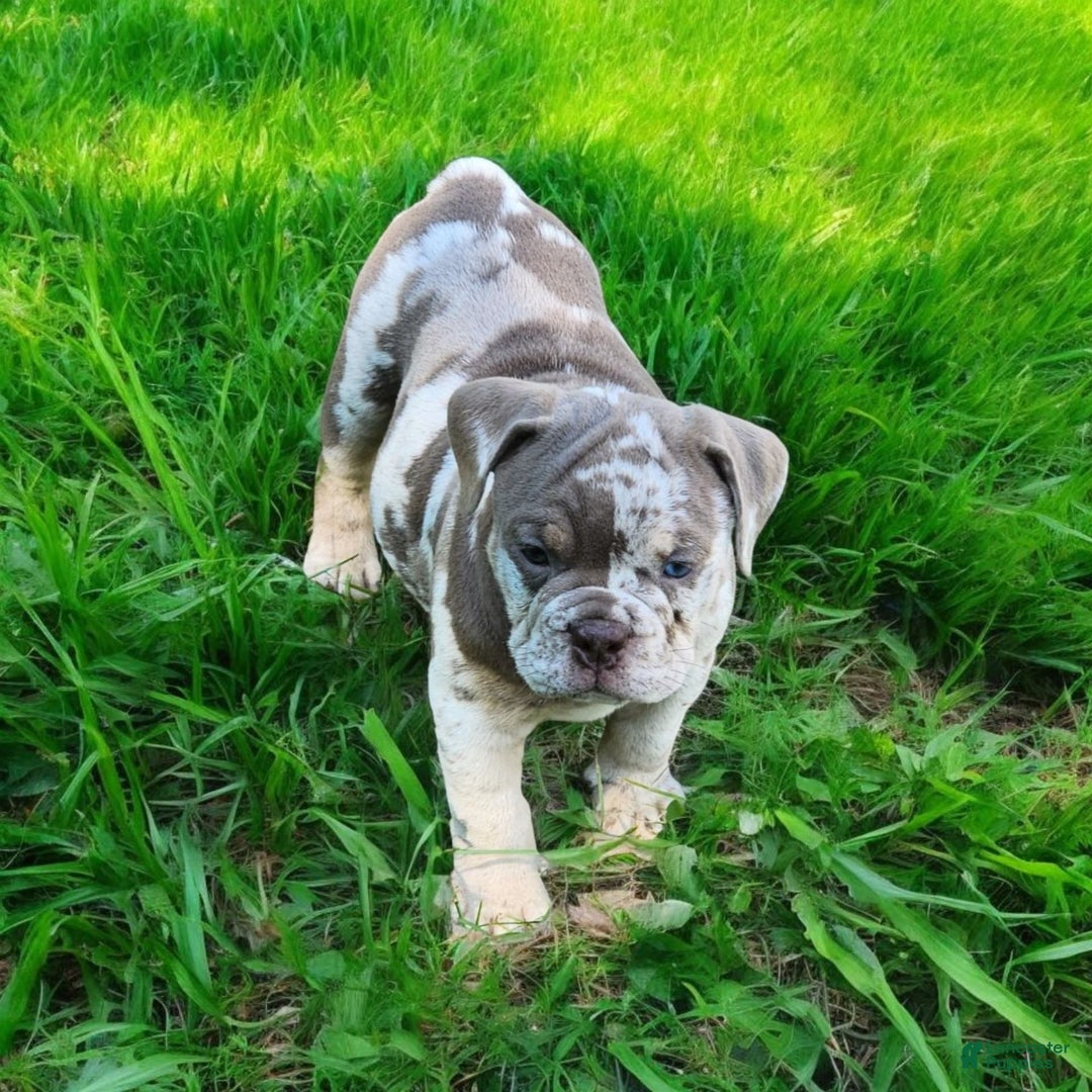 English Bulldog dogs for sale: Pebbles - Image 10