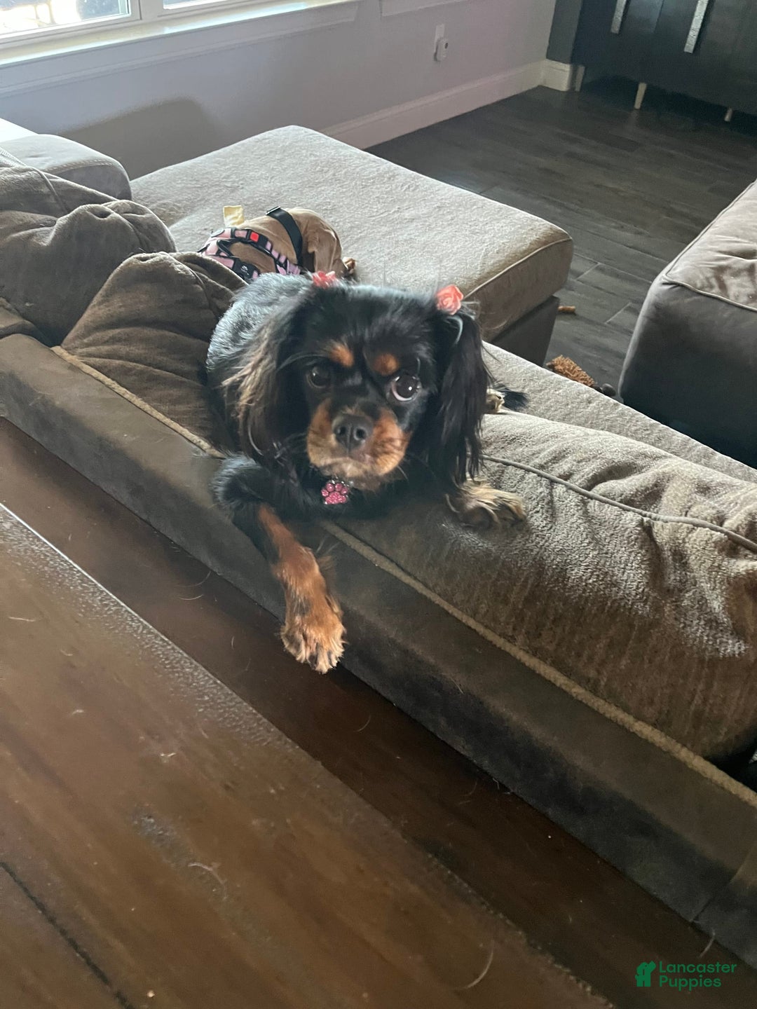 Cavalier King Charles Spaniel dogs for sale: Ranger - Image 3