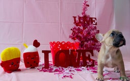 French Bulldog dogs for sale: Teseki - Image 7