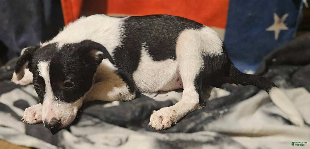 Border Collie dogs for sale: Fasti - Image 27