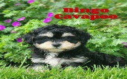 Cavapoo dogs for sale: Bingo - Image 7