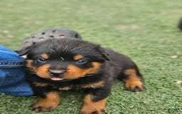 Rottweiler dogs for sale: No Name - Image 1
