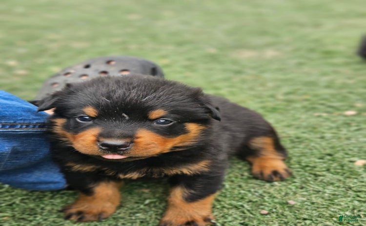 Rottweiler dogs for sale - Ad 1