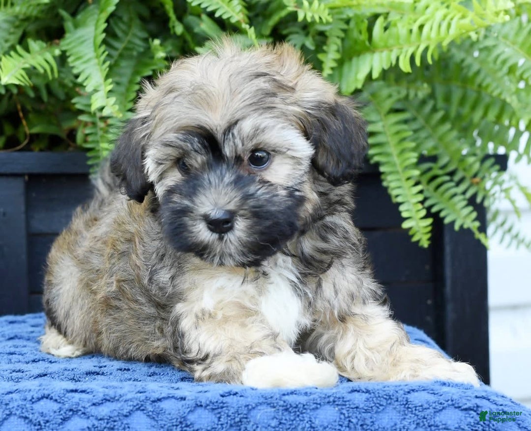 Havapoo dogs for sale: Colby - Image 5