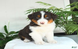 Australian Shepherd dogs for sale: Butterscotch - Image 2