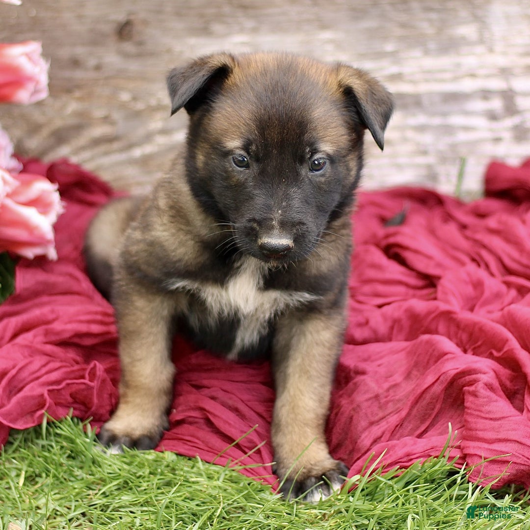 Belgian Malinois dogs for sale: Josiah - Image 3