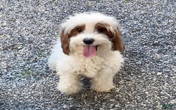 Cavapoo dogs for sale: Izaiah - Image 15