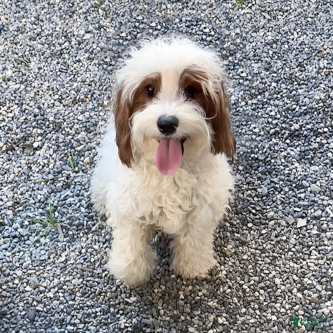 Cavapoo dogs for sale: Izaiah - Image 15