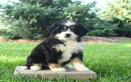 Mini Bernedoodle dogs for sale: Penny - Image 1