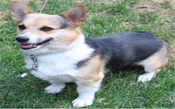 Welsh Corgi Pembroke dogs for sale: Puppy 5 - Image 5