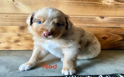 Australian Shepherd dogs for sale: Ned - Image 1
