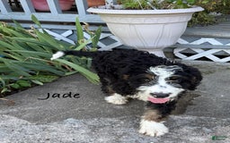 Bernedoodle dogs for sale: Jade 77814 - Image 2