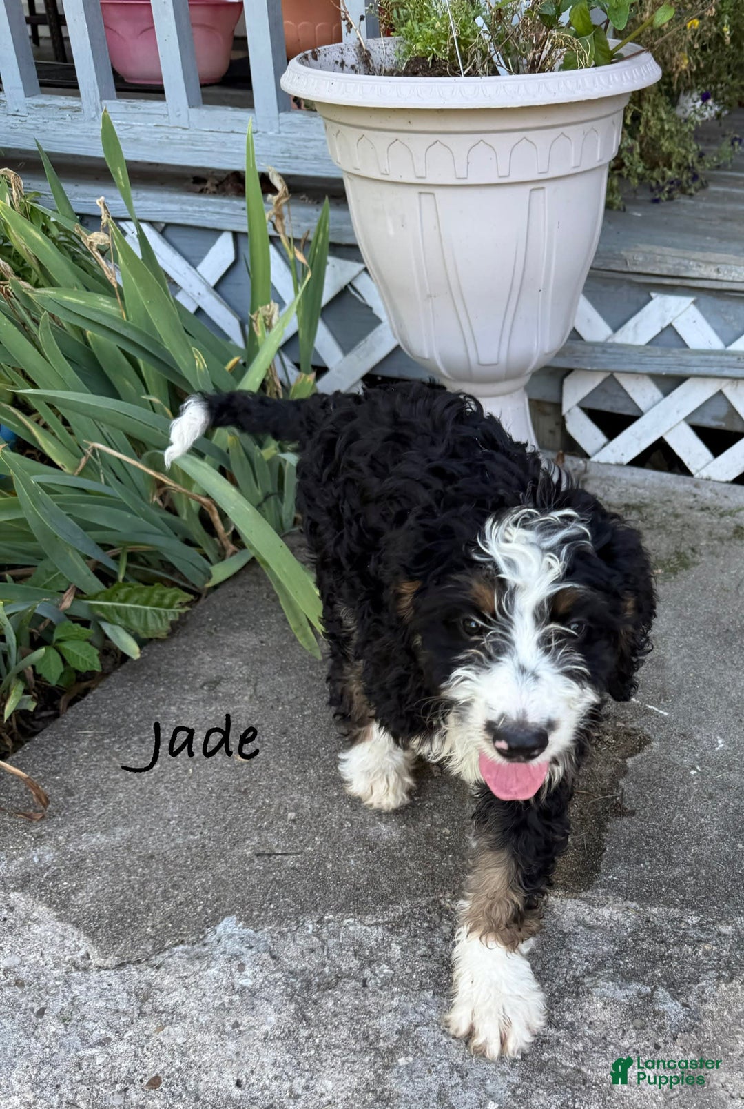 Bernedoodle dogs for sale: Jade 77814 - Image 2