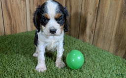 Cavalier King Charles Spaniel dogs for sale: Stardust Boy 2 - Image 1