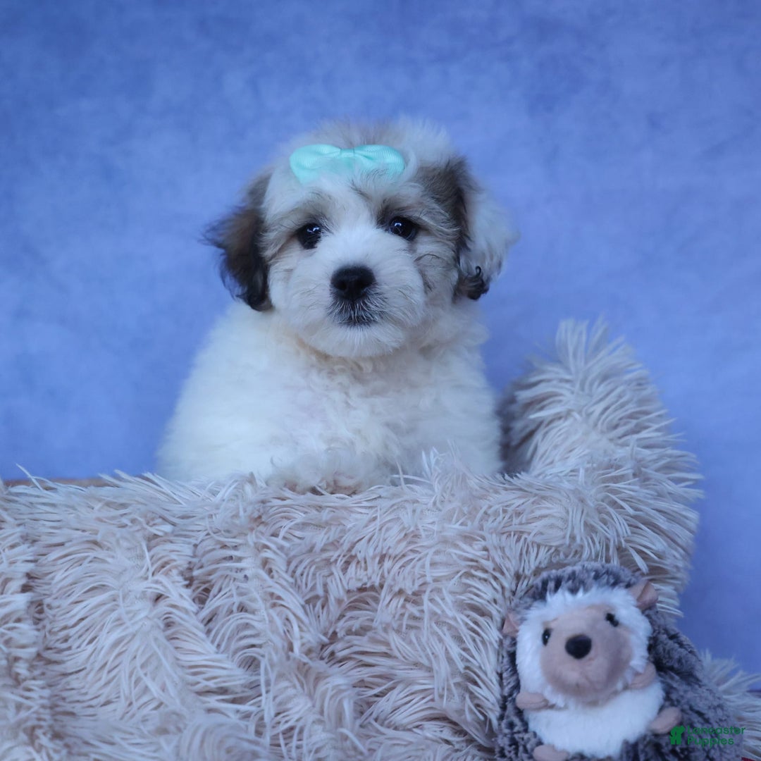 Shihpoo dogs for sale: Hank - Image 11