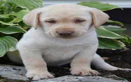 Labrador Retriever dogs for sale: Candy - Image 2