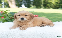 Golden Retriever dogs for sale: Grania - Image 2