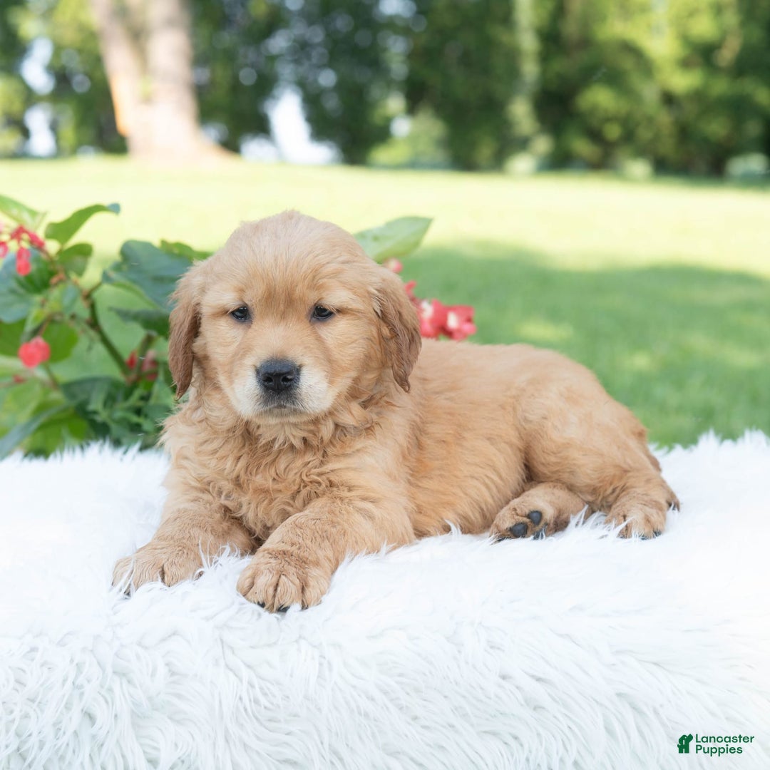 Golden Retriever dogs for sale: Grania - Image 2