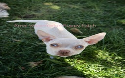 Chihuahua dogs for sale: Krypto - Image 2