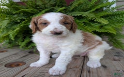Goldendoodle dogs for sale: Willow - Image 18