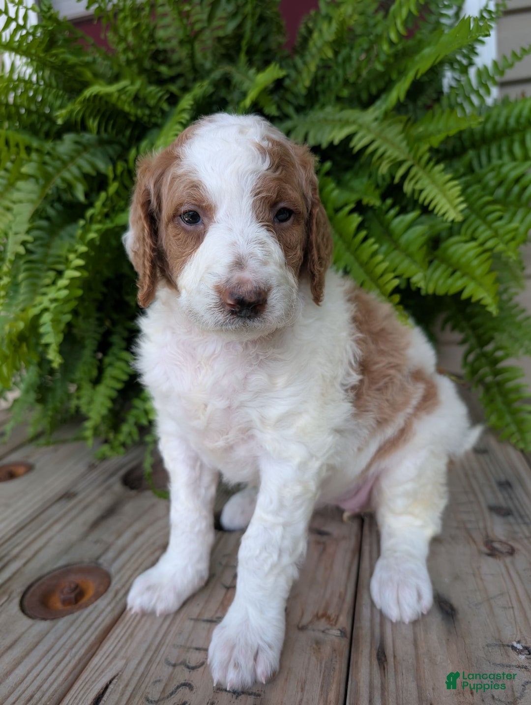 Goldendoodle dogs for sale: Willow - Image 18
