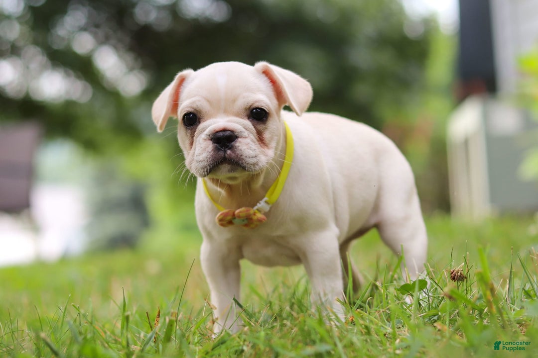 French Bulldog dogs for sale: French Bulldog 5 puppies - Image 6