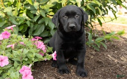 Labrador Retriever dogs for sale: Finlly - Image 1
