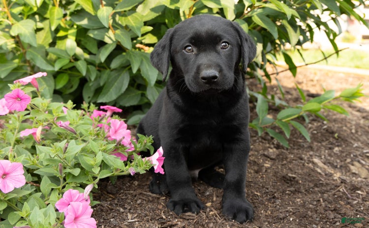 Labrador Retriever dogs for sale - Ad 5
