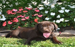 Labrador Retriever dogs for sale: Labrador Retriever 9 puppies - Image 38