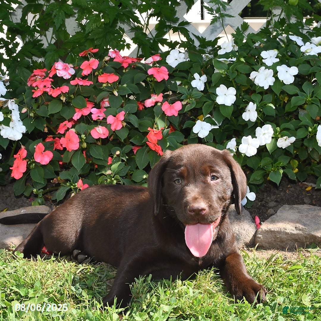 Labrador Retriever dogs for sale: Labrador Retriever 9 puppies - Image 38