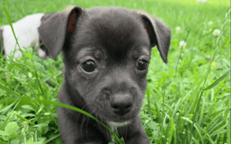 Chihuahua dogs for sale: Django - Image 3