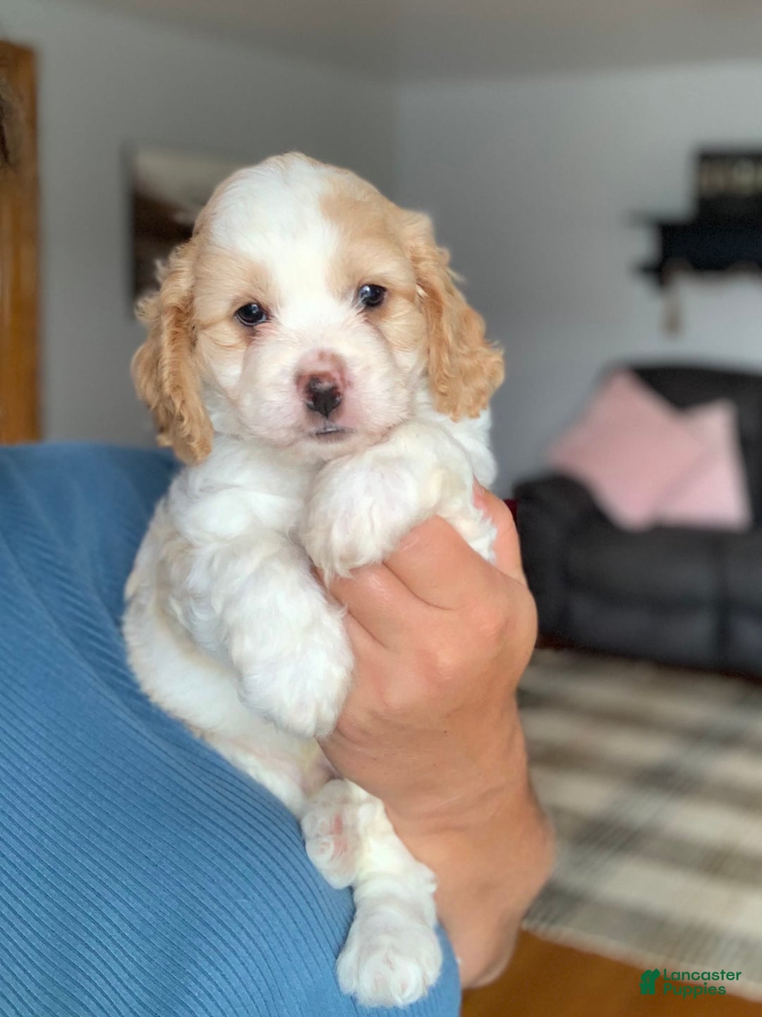 Cavachon dogs for sale: Theo - Image 3