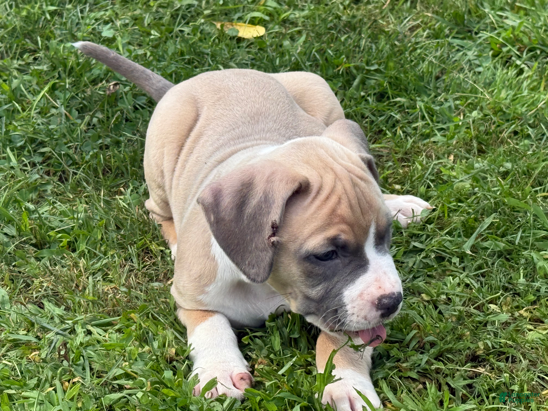 American Pit Bull Terrier dogs for sale: Peanut - Image 16