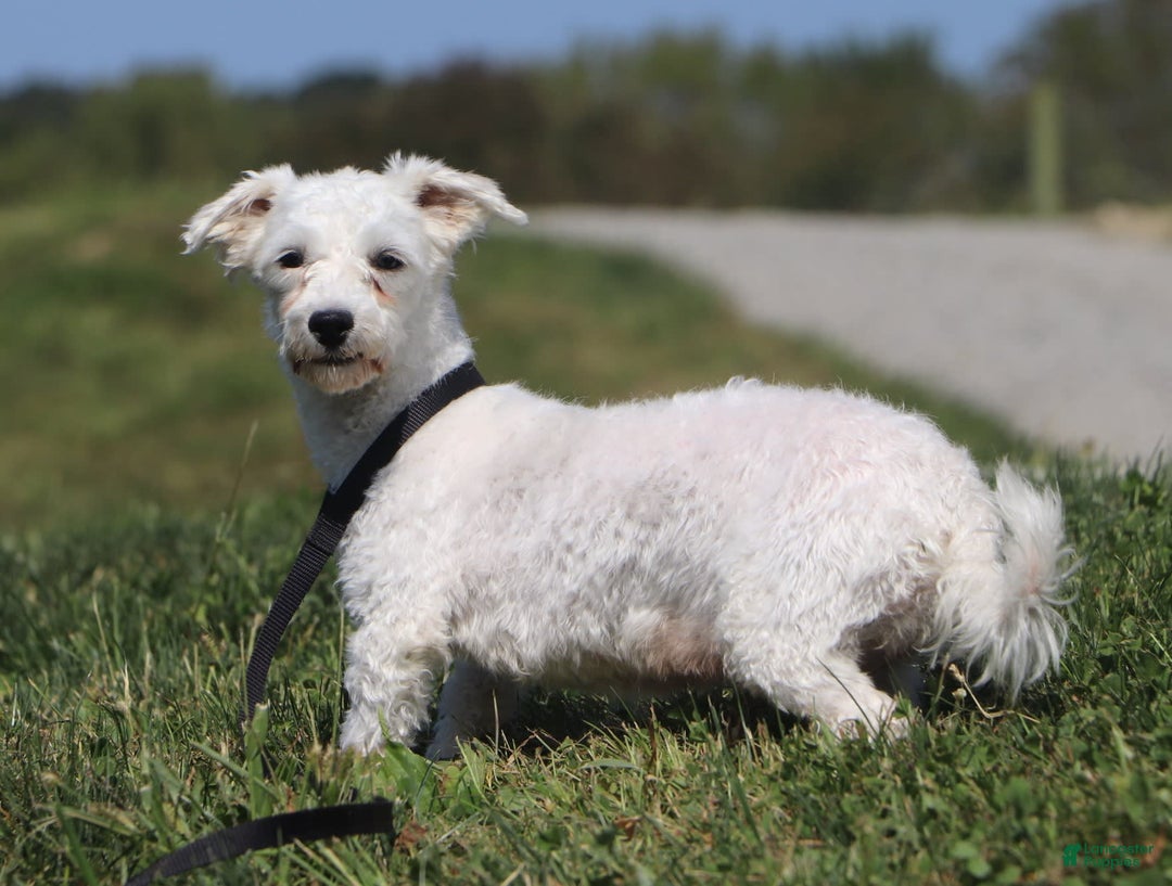 Havapoo dogs for sale: Remi - Image 12