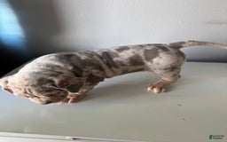 American Bully dogs for sale: EJ - Image 2