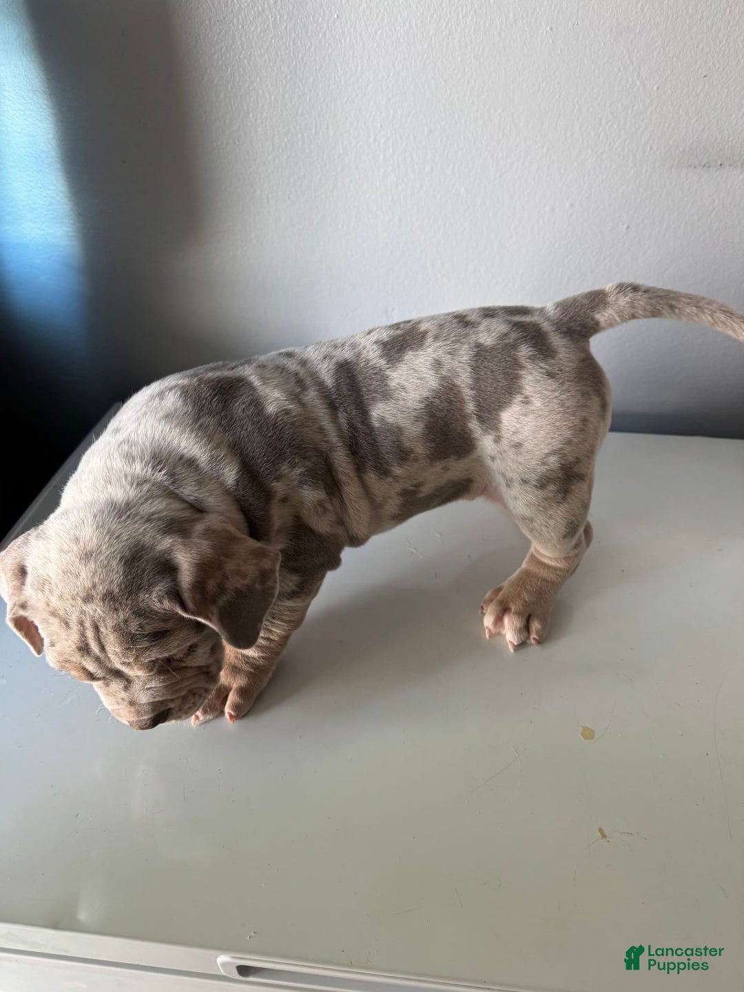 American Bully dogs for sale: EJ - Image 2