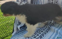 Australian Shepherd dogs for sale: Sasha - Image 12