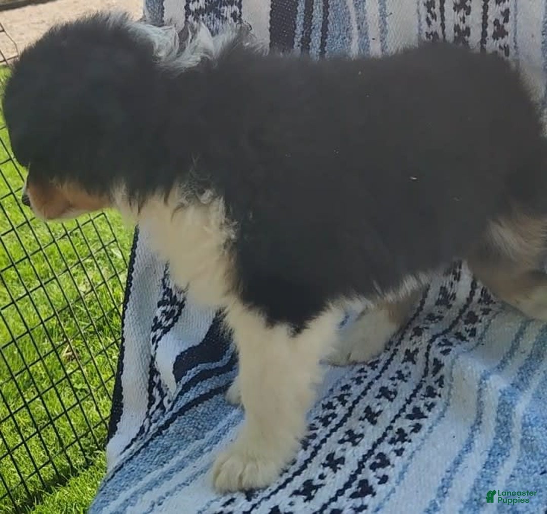 Australian Shepherd dogs for sale: Sasha - Image 12