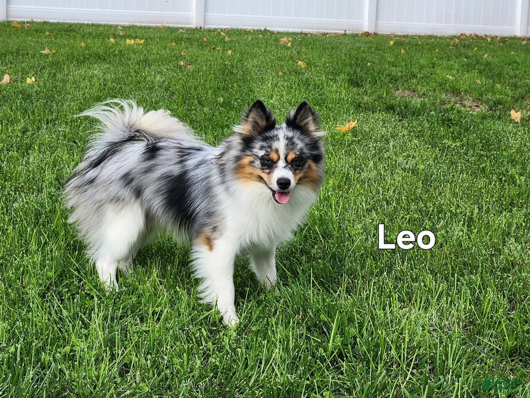 Pomsky dogs for sale: Blizzard - Image 8