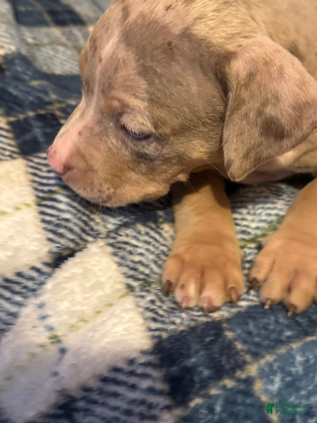 American Bully dogs for sale: Rocky - Image 2