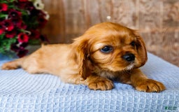 Cavalier King Charles Spaniel dogs for sale: Keegan - Image 9