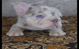 French Bulldog dogs for sale: Xs Rio - Image 3